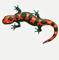 Salamander Executive 804830 Image 0